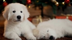 Christmas Puppies háttérkép