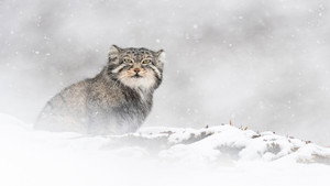 La Panthère des neiges háttérkép