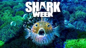 Shark Week kép