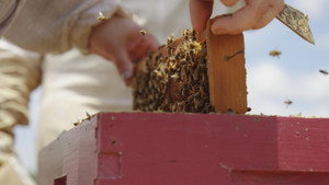 Charlie Bee Company kép