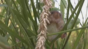 Aélia, la souris des moissons háttérkép