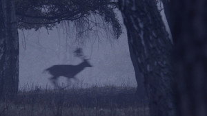 Deer Boy háttérkép