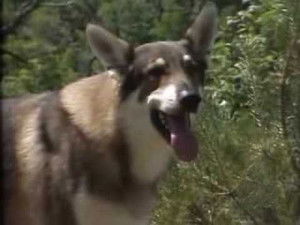 The Littlest Hobo 4. évad Ep.3 3. epizód