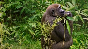 Gorillák vonzásában háttérkép