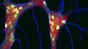 Le ventre, notre deuxième cerveau háttérkép