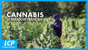 Cannabis, un paradoxe français háttérkép