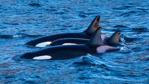 Killer Whales: the Mega Hunt háttérkép