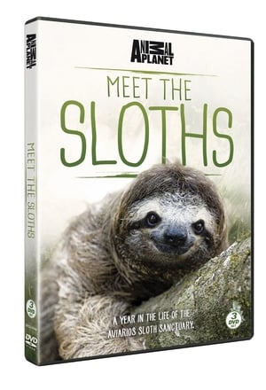 Meet the Sloths