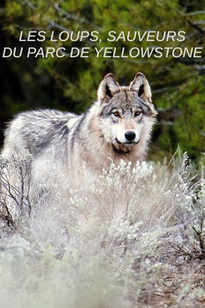Yellowstone - Das Geheimnis der Wölfe poszter