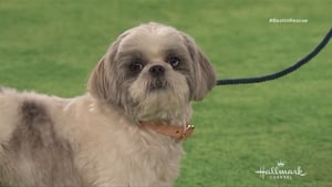 The 2018 American Rescue Dog Show háttérkép