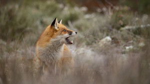 Wild háttérkép