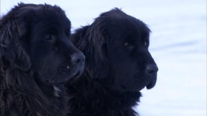 南極大陸～神の領域に挑んだ男と犬の物語～ kép