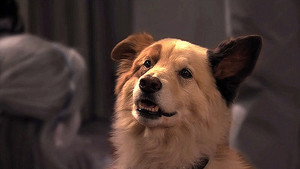 Dog with a Blog 1. évad Ep.1 1. epizód
