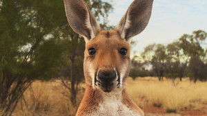 Kangaroo: A Love-Hate Story háttérkép