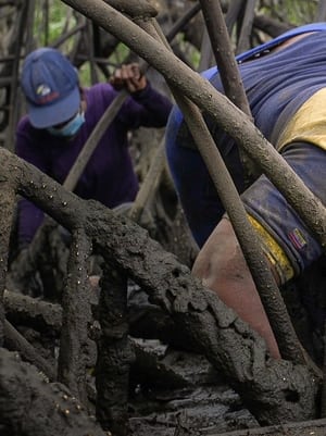 Mujeres del Manglar