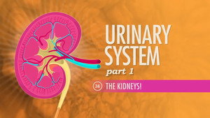 Crash Course Anatomy & Physiology 1. évad Ep.38 38. epizód