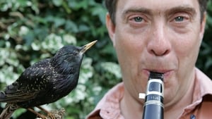 Why Birds Sing háttérkép