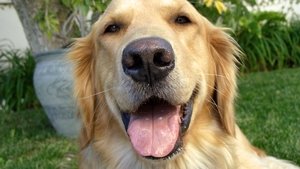 And Man Created Dog háttérkép