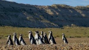 Patagónia vadregényes világa 1. évad Ep.1 1. epizód