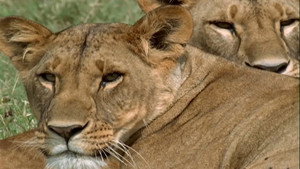 Lion Queen háttérkép
