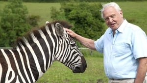 A természet furcsaságai David Attenborough-val 1. évad Ep.5 Védőminták