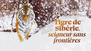 Tigre de Sibérie, seigneur sans frontières háttérkép