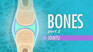 Crash Course Anatomy & Physiology 1. évad Ep.20 20. epizód