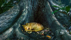 Tiger on the Rocks háttérkép