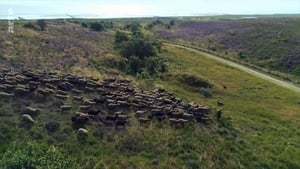 Sylt - Wellen, Wind und Watt háttérkép