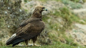 Springwatch 16. évad Ep.5 5. epizód