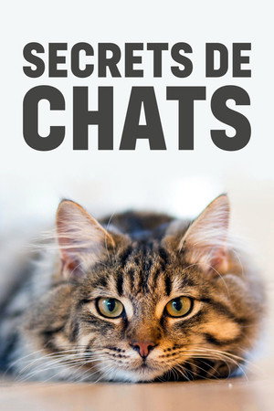 Wilde Miezen - Katzen allein unterwegs poszter