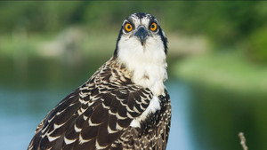 Season of the Osprey háttérkép
